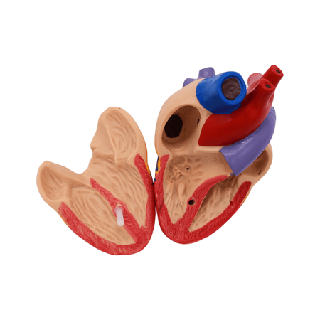 Набор моделей «Сердце позвоночных» (7 моделей)